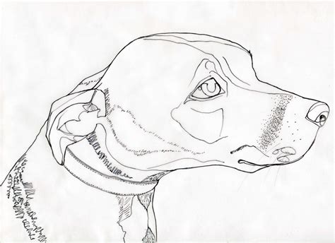 Free Line Drawing Of Animals Download Free Line Drawing Of Animals Png