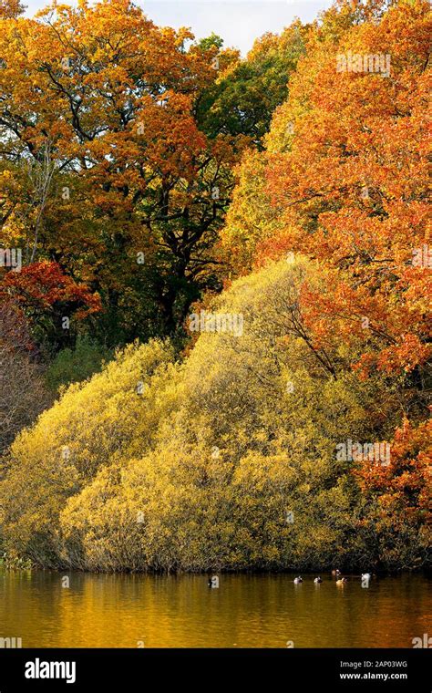 Autumn Colour In The New Forest Southern England Uk Stock Photo Alamy