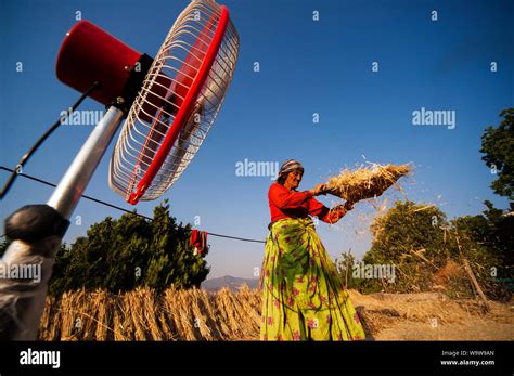 Old Indian Woman Working On The Field Kala Agar Village Kumaon Hills Uttarakhand India Stock