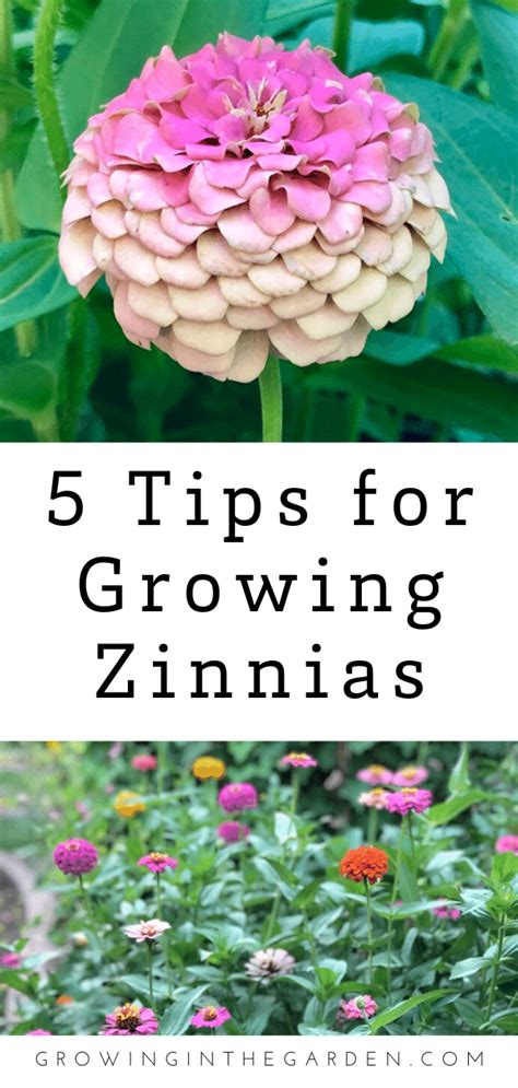 How To Grow Zinnias Artofit