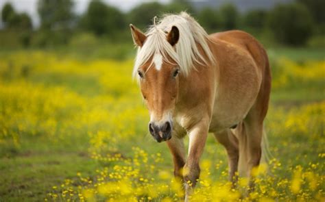 horseyellow fund  horses