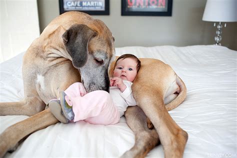 Perros Cuidando De Beb S Perros Amigos