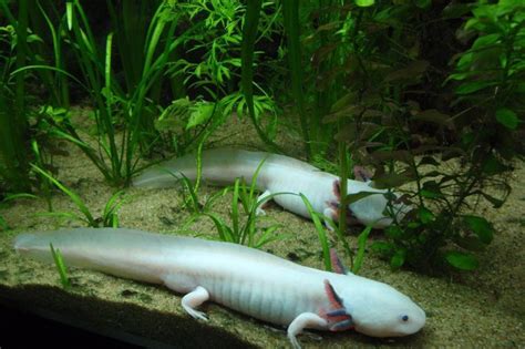 Salamander May Hold Key To Regrowing Human Body Parts