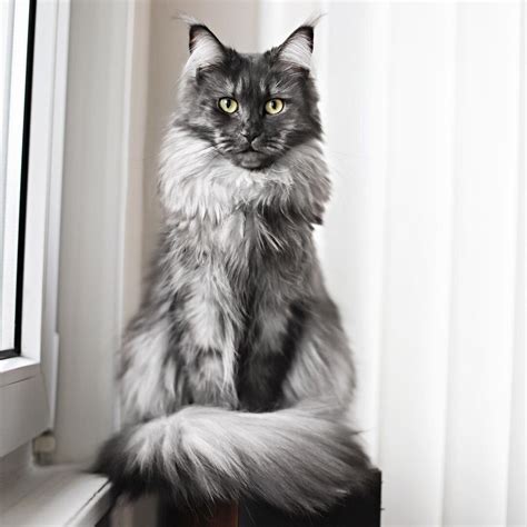 Cat Coat Silver And Smoke Cats — The Little Carnivore