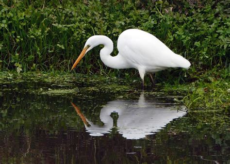 Great Egret Free Stock Photo Public Domain Pictures