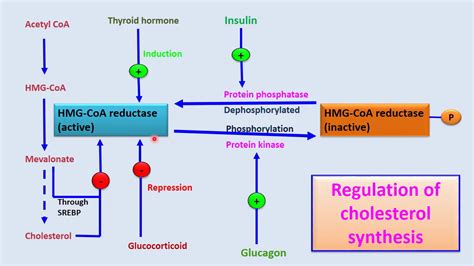 Regulation Of Cholesterol Synthesis Youtube