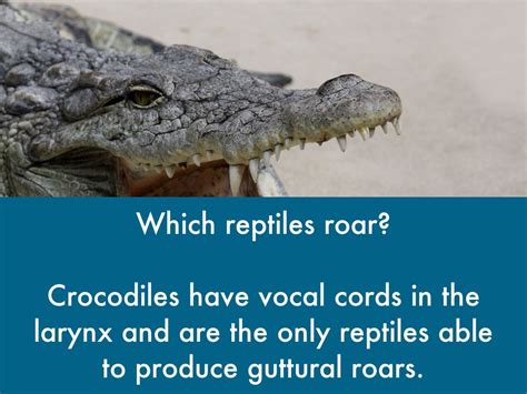Reptiles Facts By Przemek Pietrak