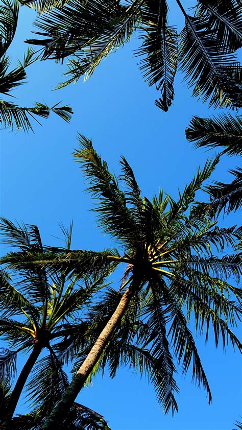 Palm Tree Backgrounds ·① WallpaperTag