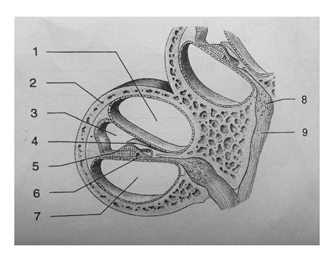 Gross Anatomy Of The Cochlea