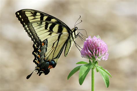 Yellow Swallowtail Butterfly Oakdale New York Photograph By Bob Savage