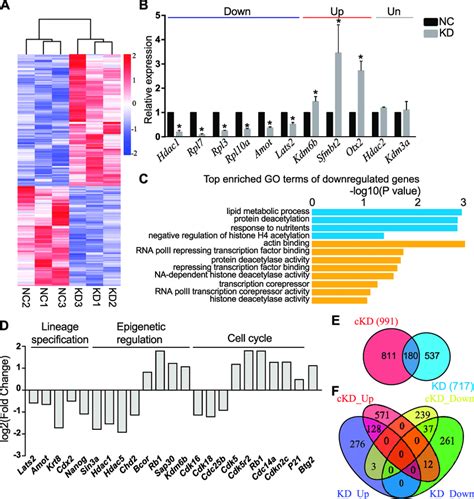 Rna Seq Analysis Of Embryos Deficient Of Sin3a A Heatmap Showing Degs