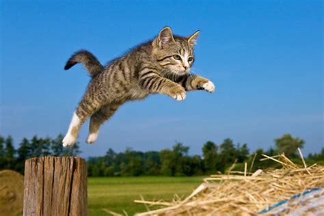 Cat Jumping Cat Tales