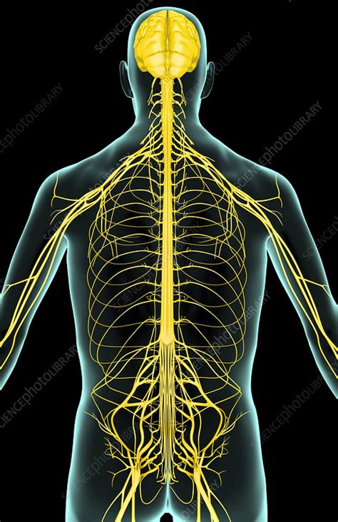 This area takes on a lot of the tension that comes from our everyday movements. The nerves of the upper body - Stock Image - F001/9352 ...