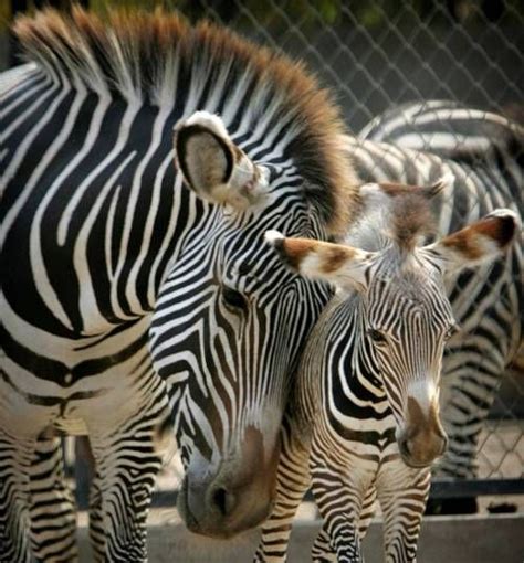 Zebra Mom And Her Baby Love Cuddly Animals Animals Cute Animals