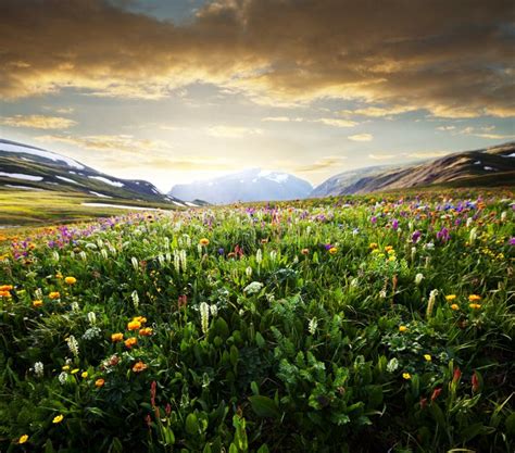 Meadow On Sunrise Stock Photo Image Of Countryside Lawn 32174422