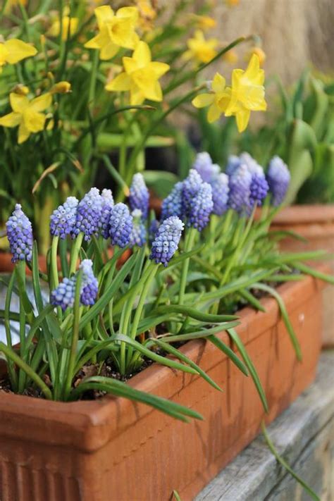 Muscari The Perfect Partner For Tulips And Daffodils