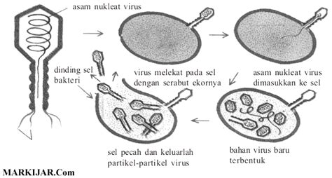 Materi Biologi Sma Virus Markijar Com