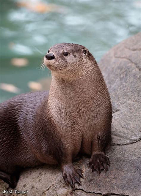A Striking Portrait Otter — The Daily Otter