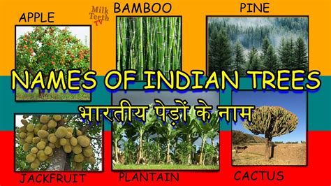 Names Of Indian Trees In English And Hindi With Pictures 30 Trees
