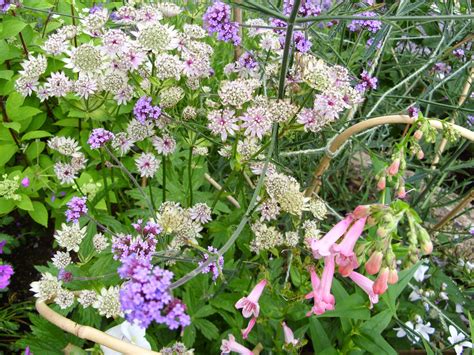 Kellis Northern Ireland Garden August Flowers Bloggers Bloom Day