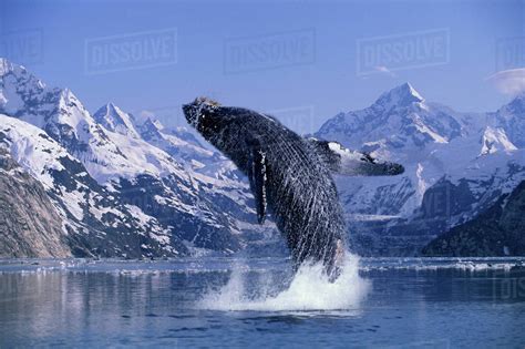 Humpback Whale Breaching Johns Hopkins Glacier Digital Composite