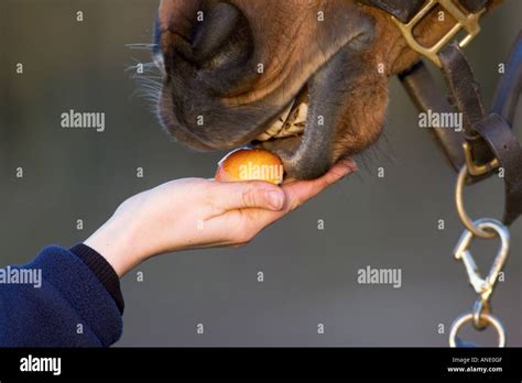 Horse Eating An Apple Hi Res Stock Photography And Images Alamy
