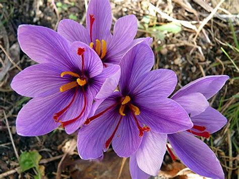 Saffron Bulbs Buy Crocus Sativus زعفران Bulbs Baghpk