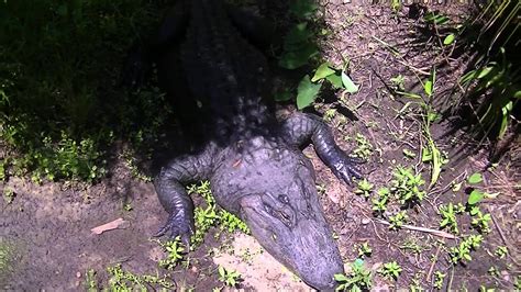 American Alligator Central Florida Zoo Youtube