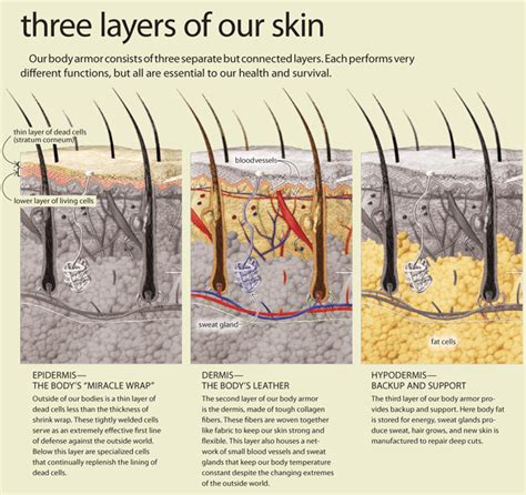 The Three Layers Of Skin Concepts Splinters Pinterest