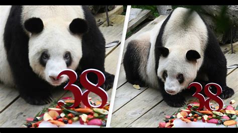 Worlds Oldest Panda With 153 Descendants Dies At 38 At China Zoo