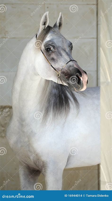 Elegant Gray Arabian Horse Stock Photo Image Of Equestrian 16944014