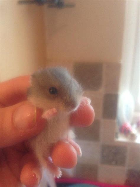 Baby Russian Dwarf And Winter Whites For Sale Hamsters For Sale Dwarf Hamster Russian Dwarf