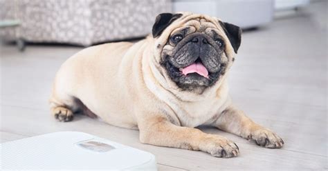 Five Ways To Help Your Overweight Dog — Pumpkin