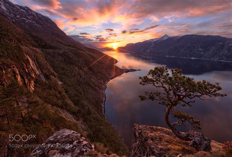 Interesting Photo Of The Day Lone Pine Tree On Cliff In Norway