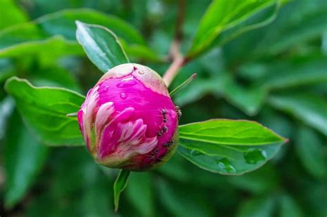 Die 10 besten tipps für eine giftfreie ameisenbekämpfung lesen sie hier. Gartenameisen: Bekämpfungstipps