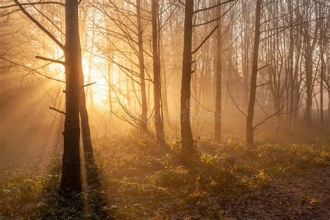 Autumn Forest Mist With Sunlight Rays Stock Photo Image Of Trees