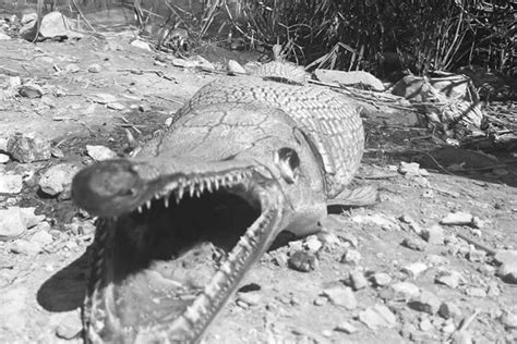 Jurassic Park Alligator Fish Found In Cyprus Reservoir