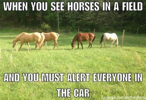 16 Of Our Favourite Horse Memes Of All Time Trendradars