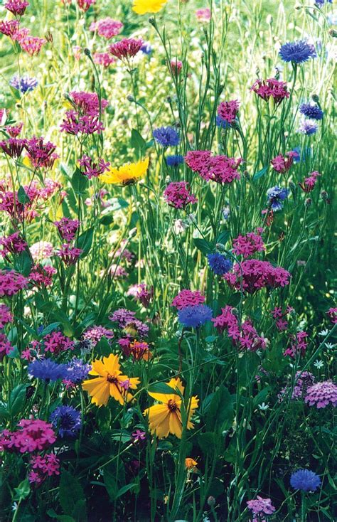 To Create A Beautiful Meadow You Should Carefully Prepare The Area To