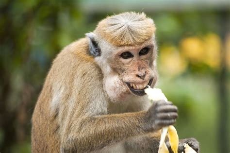 Free Picture Monkey Ape Banana Cute Eating Exotic Animal