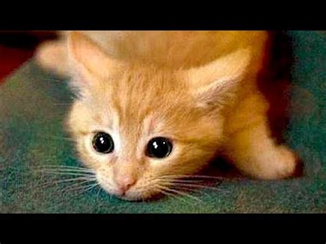 Are Orange Cats The Funniest Cats Super Funny Compilation That Will