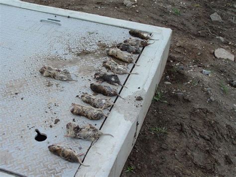 Check spelling or type a new query. Gopher Control | How to Get Rid of Gophers | Kill Gophers