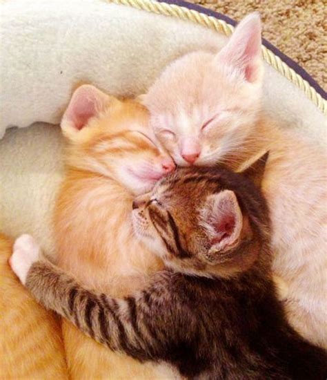 What Beautiful Hugs Sweet Dreams Beautiful Friends ♥source Cats