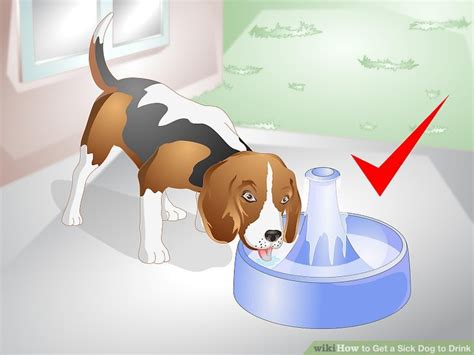 There is a rule that vets usually tell us when it comes to the quantity of water that a dog should drink. How To Get A Sick Dog To Drink 9 Steps With Pictures