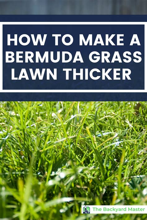 Bermuda Grass Tips How To Get Thicker Grass In 2021 Bermuda Grass