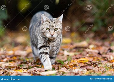 Tabby Cat On The Prowl Stock Photo Image Of Fallen Woodland 65289018