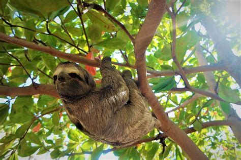 Entre lo más destacado se incluye una galería de dinosaurios, un oso perezoso gigante, una cueva y paisajes y sonidos del pantano okefenokee. Oso Perezoso, Costa Rica o Panamá - La Cosmopolilla