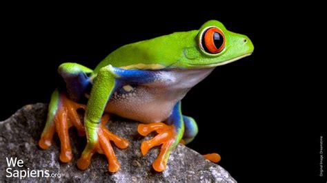 Tree Frog Ojos Rojos Rana De árbol Reptiles Y Anfibios