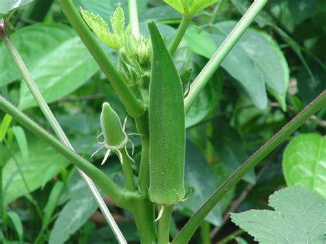How To Germinate Okra Storables