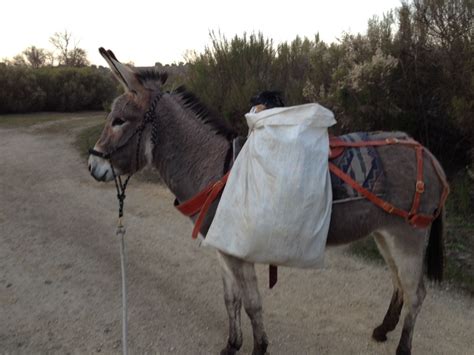 Donkey Training Continues With More Work In The Salinas Riverbuy Real